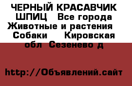 ЧЕРНЫЙ КРАСАВЧИК ШПИЦ - Все города Животные и растения » Собаки   . Кировская обл.,Сезенево д.